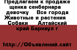 Предлагаем к продаже щенка сенбернара - девочку. - Все города Животные и растения » Собаки   . Алтайский край,Барнаул г.